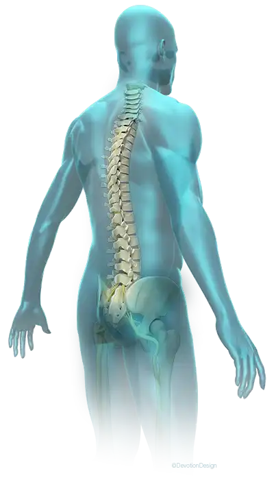 Chiropractic adjustment and spinal health illustration