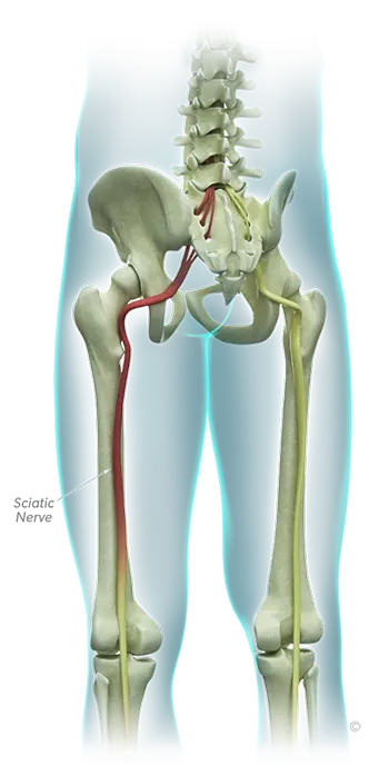 Sciatic Nerve