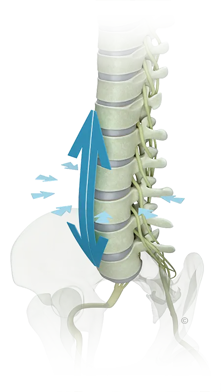 Illustration of the spine